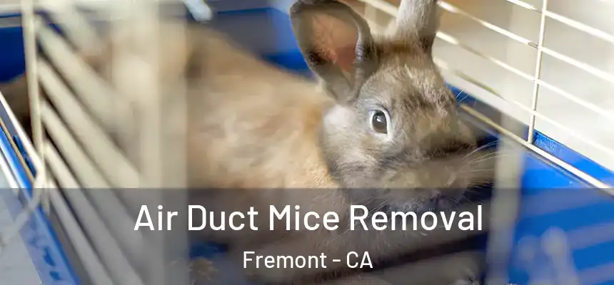 Air Duct Mice Removal Fremont - CA