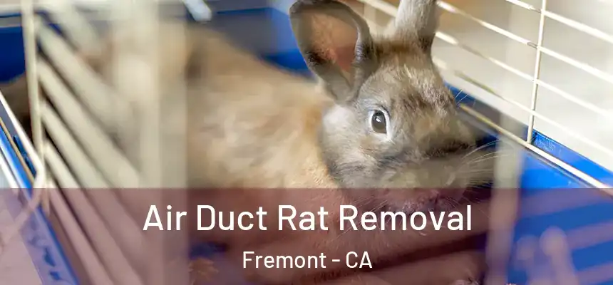 Air Duct Rat Removal Fremont - CA